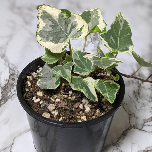 English Ivy Camouflage (Hedera helix)