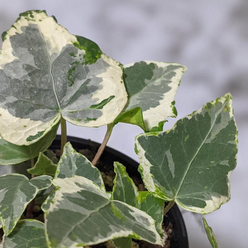 English Ivy Camouflage (Hedera helix) - Ladybird Nursery