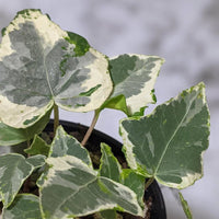 English Ivy Camouflage (Hedera helix) - Ladybird Nursery