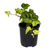 English Ivy Stardust (Hedera helix)