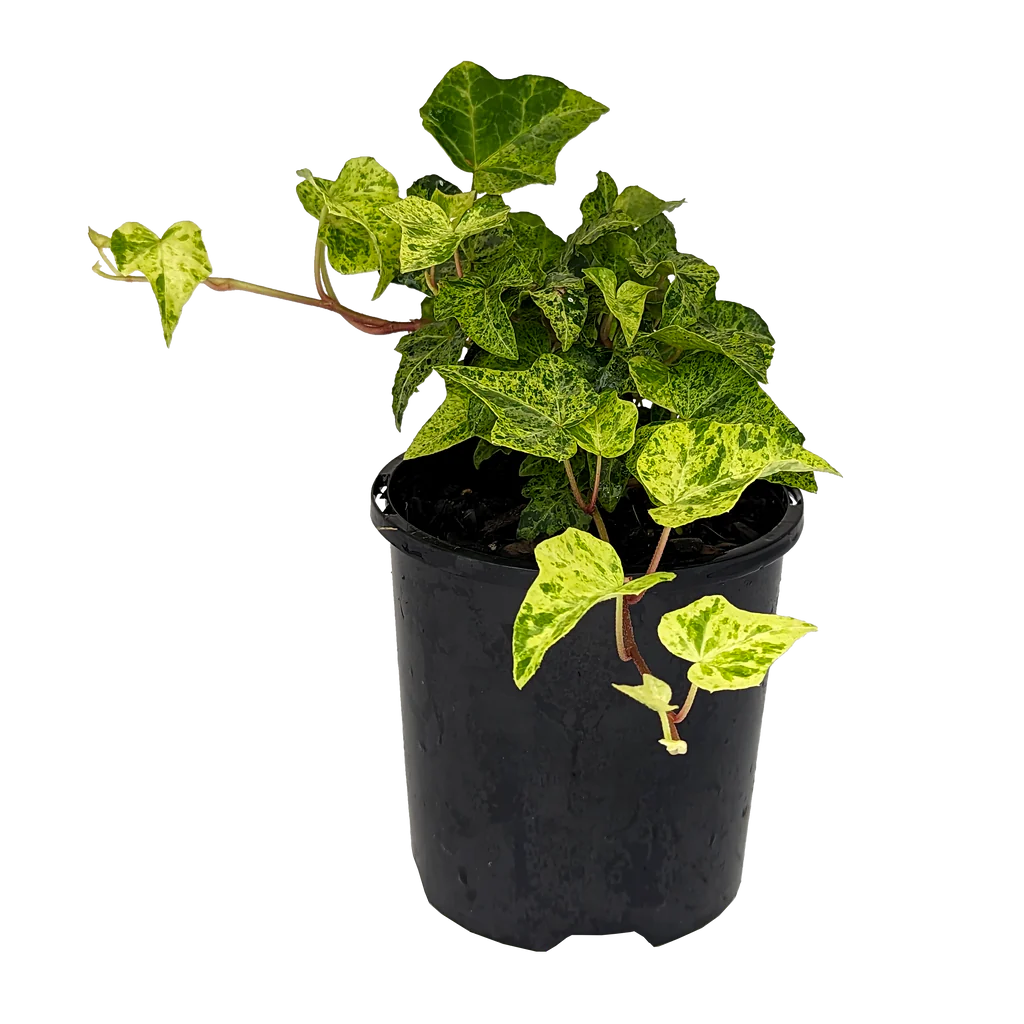 English Ivy Stardust (Hedera helix)