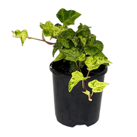 English Ivy Stardust (Hedera helix)