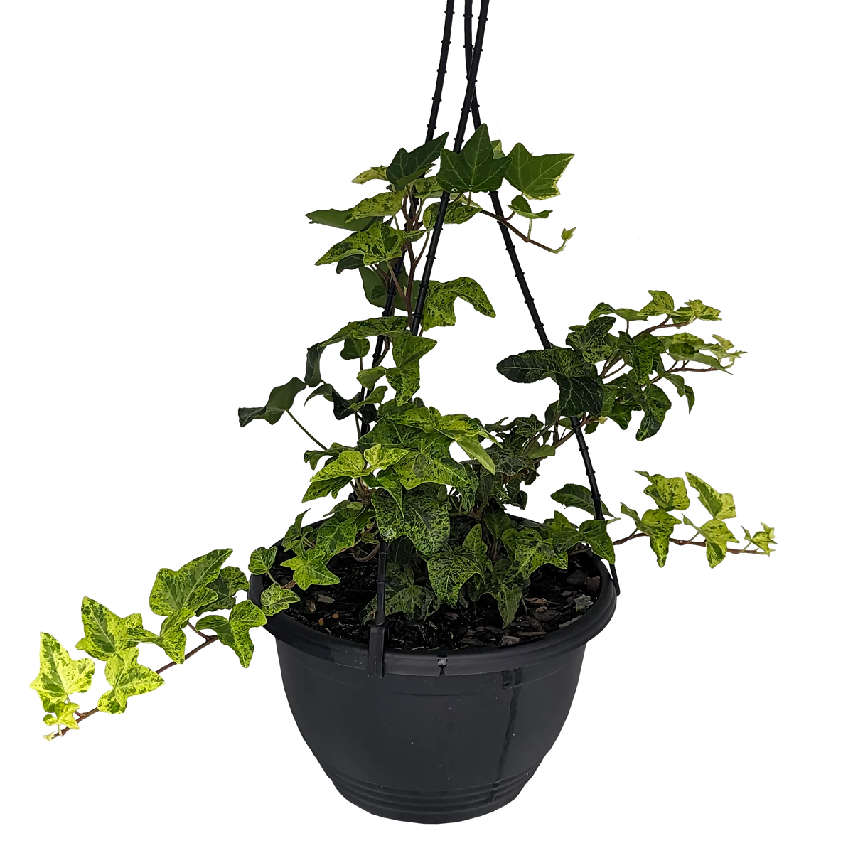 English Ivy Stardust (Hedera helix)