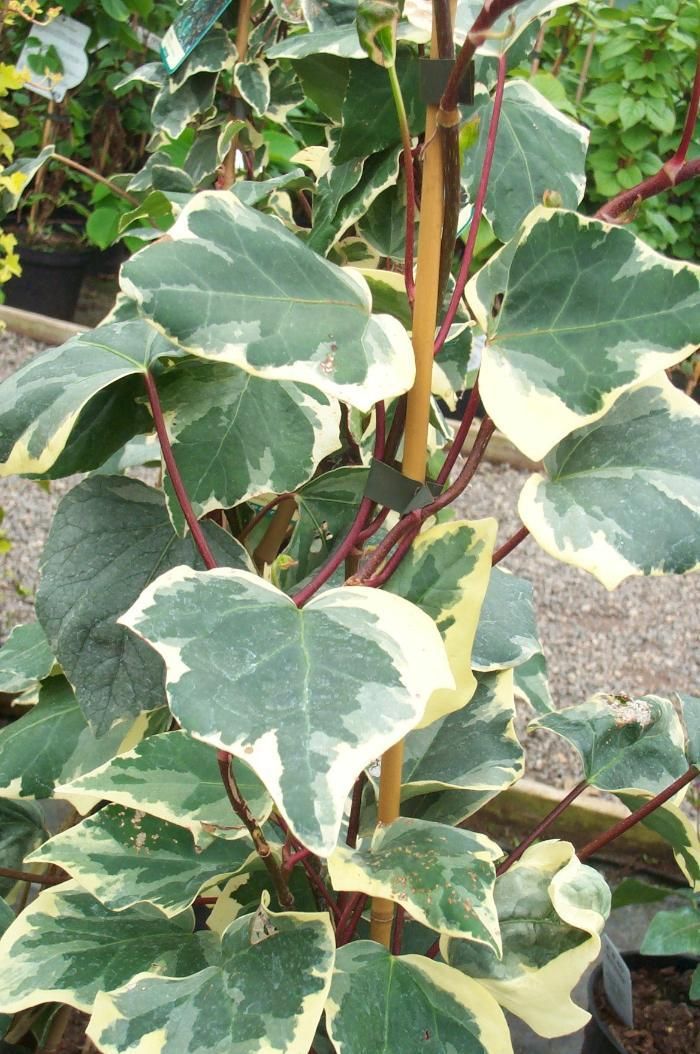Canary Island Ivy Variegata (Hedera canariensis) - Ladybird Nursery