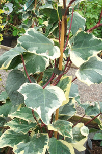 Canary Island Ivy Variegata (Hedera canariensis) - Ladybird Nursery