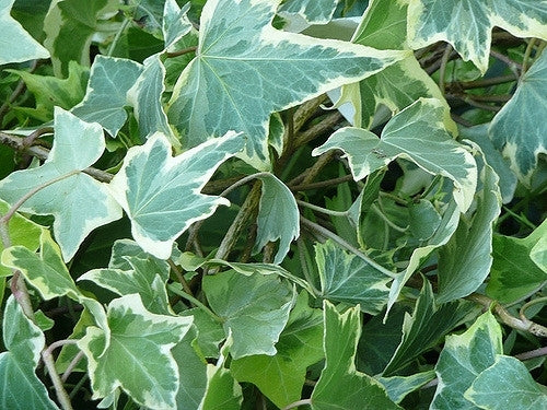 English Ivy (Hedera helix)