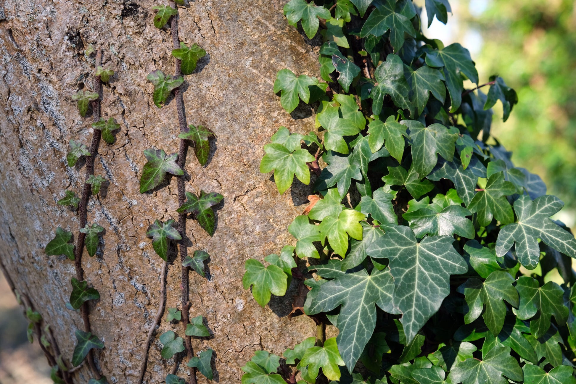 English Ivy Green (Hedera helix)