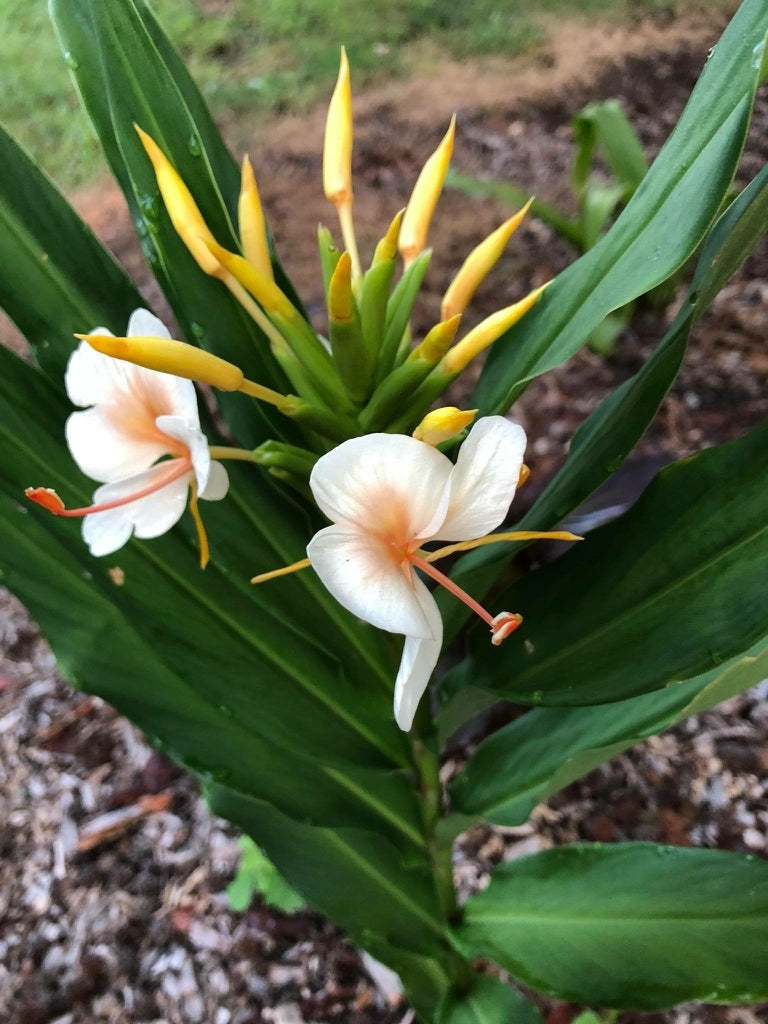 White Ginger Lily (Hedychium coronarium)