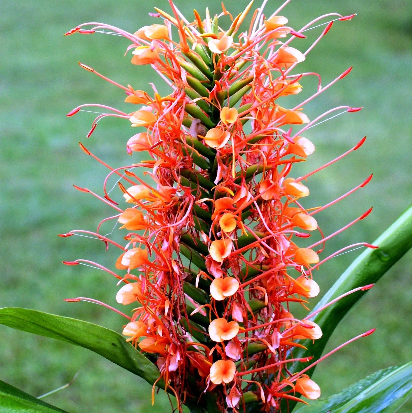 Scarlet Ginger Lily (Hedychium coccineum)
