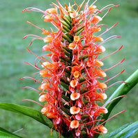 Scarlet Ginger Lily (Hedychium coccineum) - Ladybird Nursery