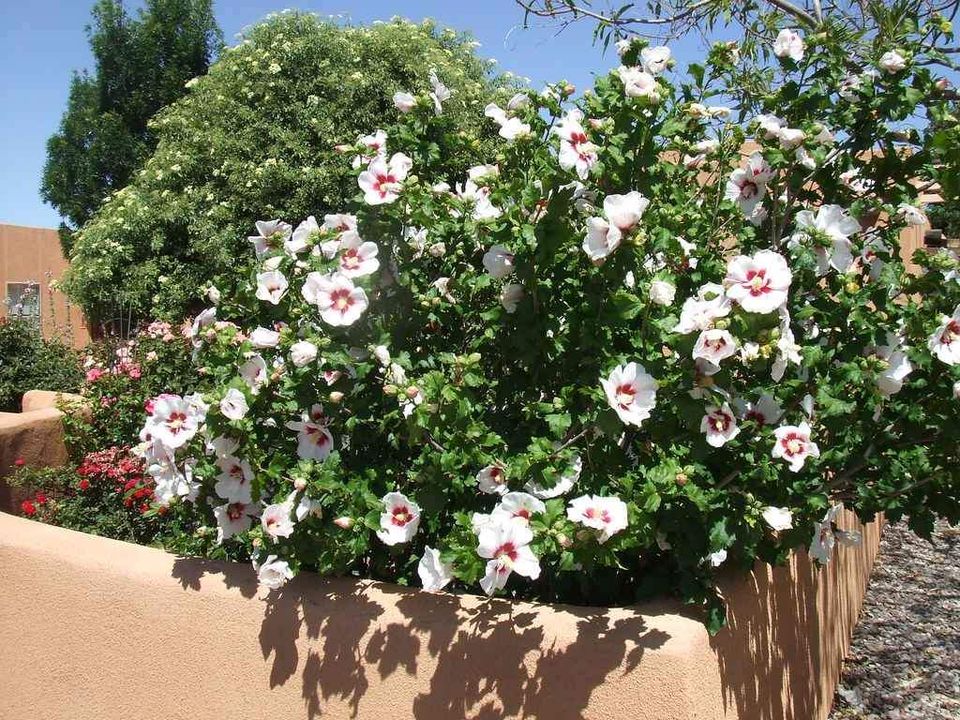 Helene Rose of Sharon - Ladybird Nursery