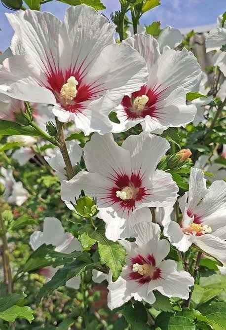 Helene Rose of Sharon - Ladybird Nursery