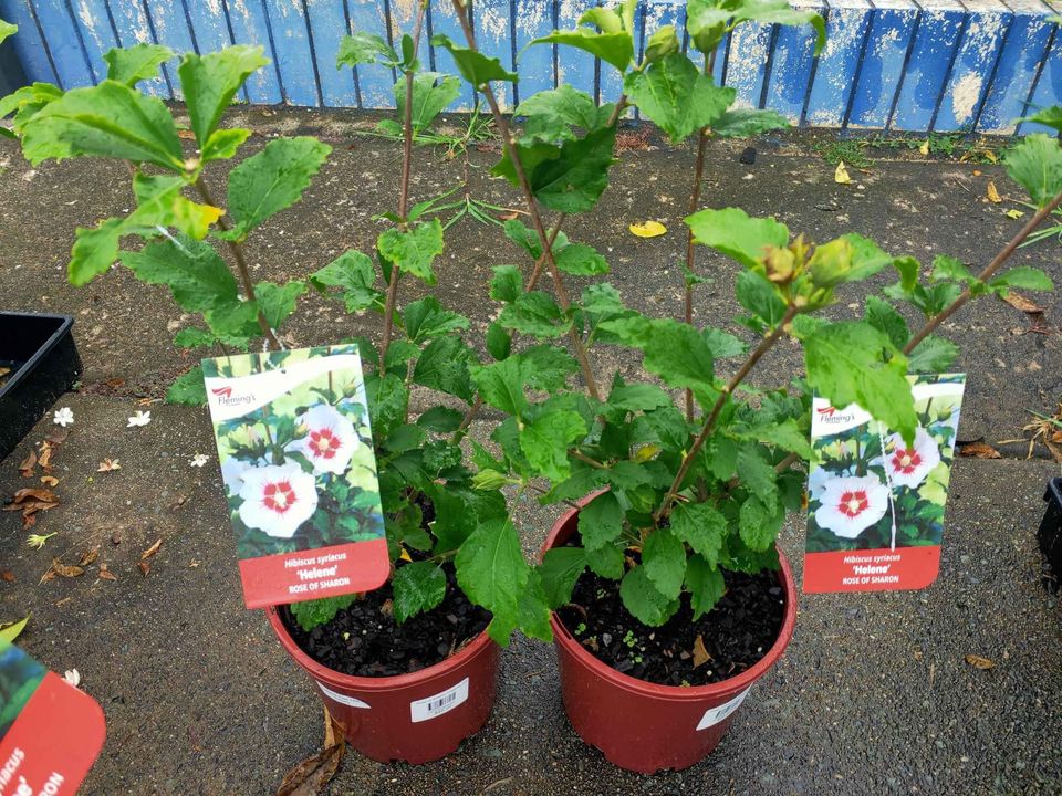 Helene Rose of Sharon - Ladybird Nursery
