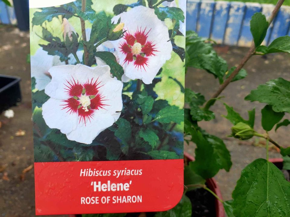 Helene Rose of Sharon