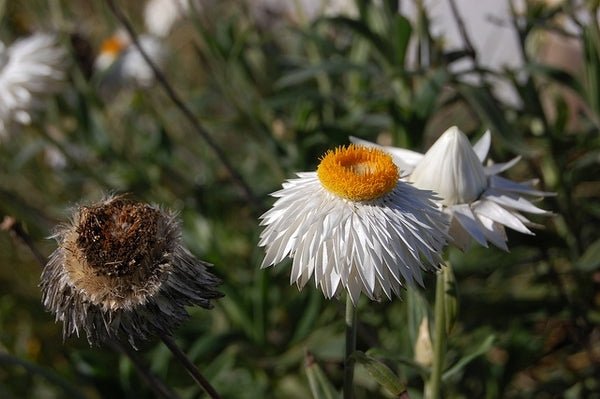 Strawflower Diamond Head (Xerochrysum bracteatum) - Ladybird Nursery