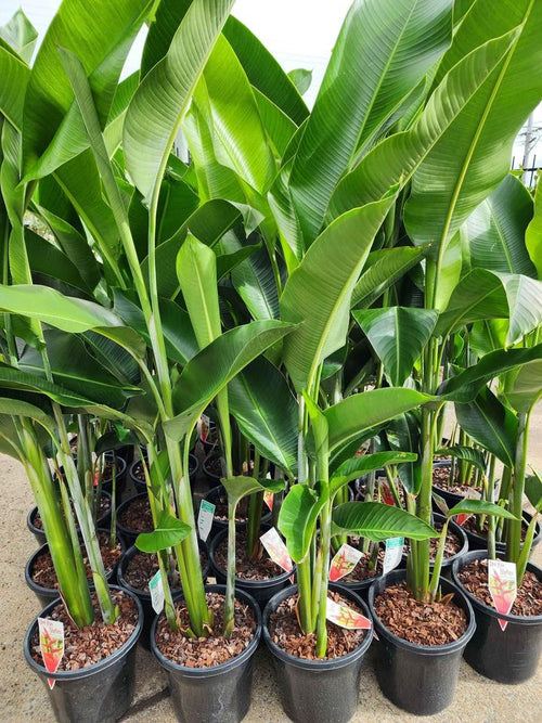 Heliconia pendula 'Red Waxy' - Ladybird Nursery
