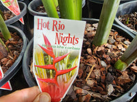 Heliconia bihai x caribaea 'Hot Rio Nights' PICK UP ONLY