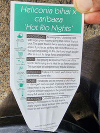 Heliconia bihai x caribaea 'Hot Rio Nights' - Ladybird Nursery