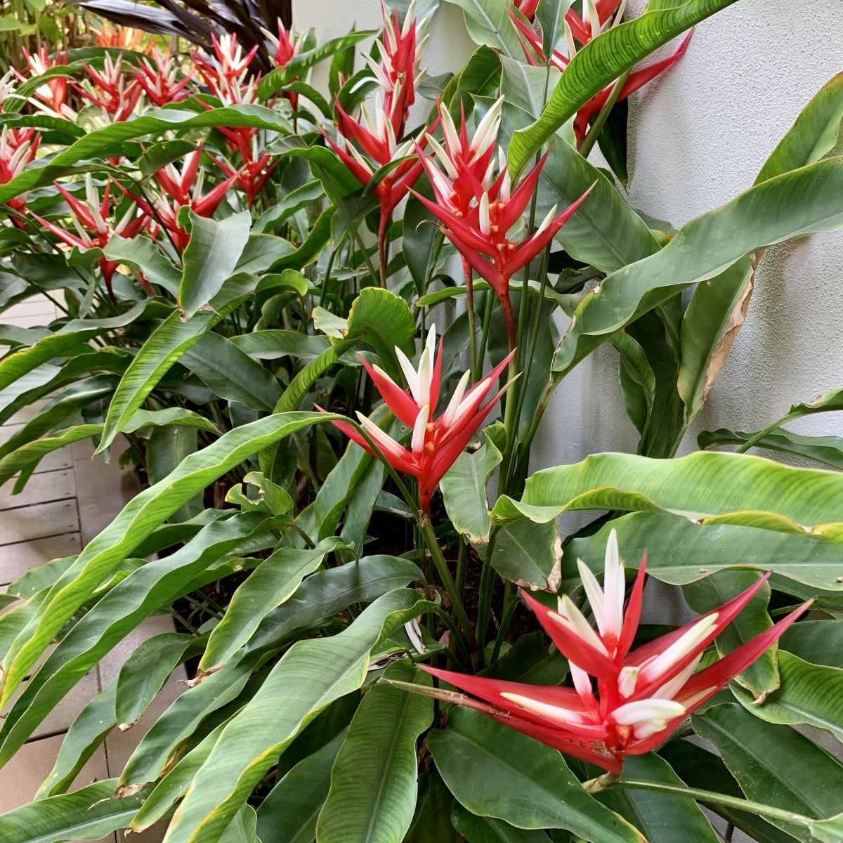 Heliconia angusta 'Red Christmas'
