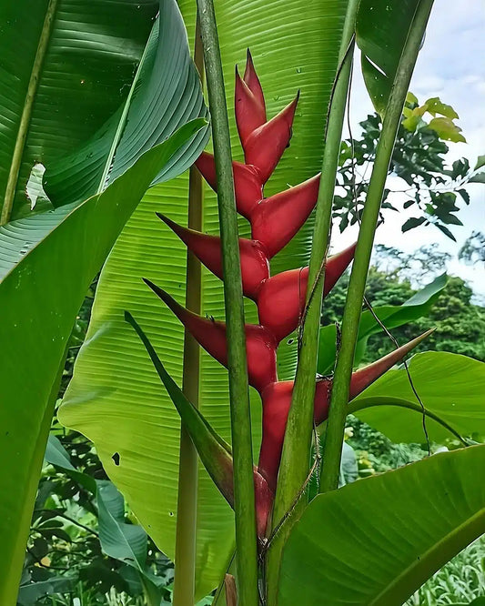 Heliconia bihai x caribaea 'Criswick'