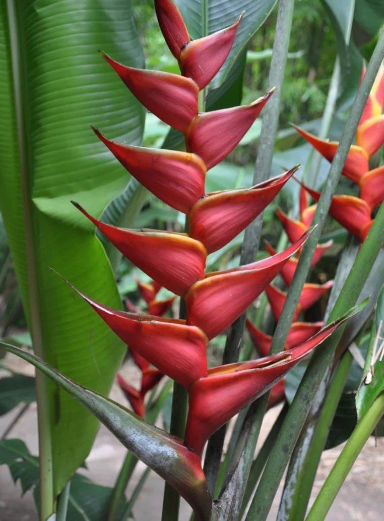 Heliconia bihai x caribaea 'Richmond Red' - Ladybird Nursery