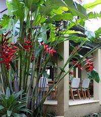 Heliconia 'Hot Rio Nights' - Large - Ladybird Nursery