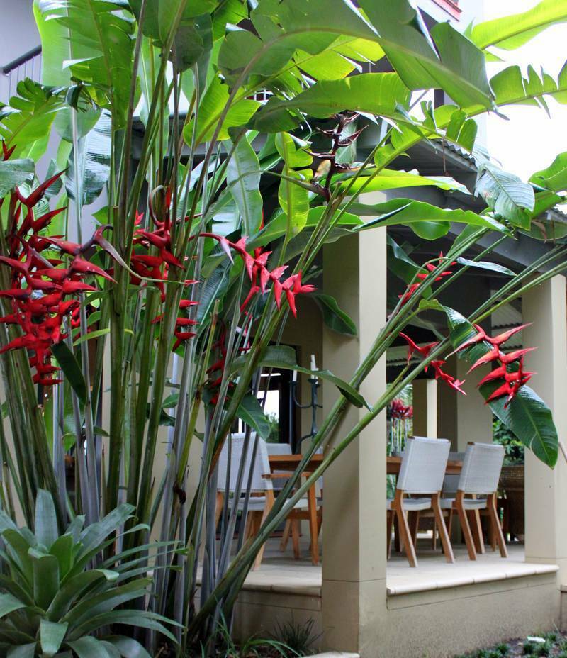 Heliconia 'Hot Rio Nights' - Large - Ladybird Nursery