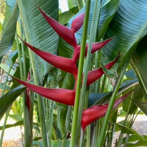 Heliconia 'Hot Rio Nights' - Large - Ladybird Nursery