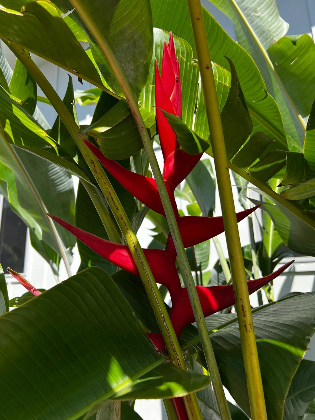 Heliconia 'Hot Rio Nights' - Large - Ladybird Nursery