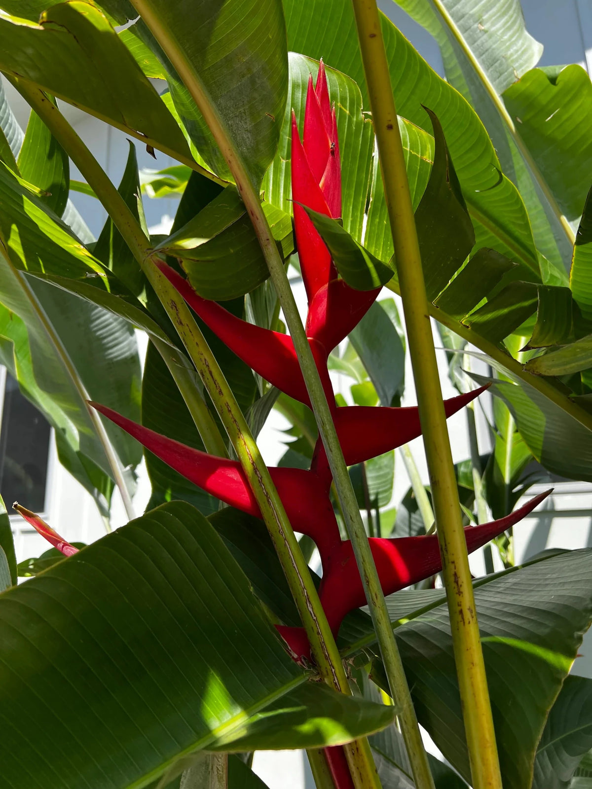 Heliconia 'Hot Rio Nights' - Large - Ladybird Nursery