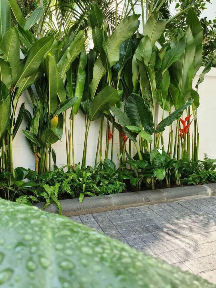 Heliconia 'Hot Rio Nights' - Large - Ladybird Nursery