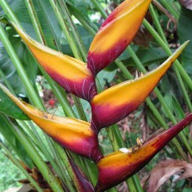 Heliconia bihai 'Banana Split' - Ladybird Nursery