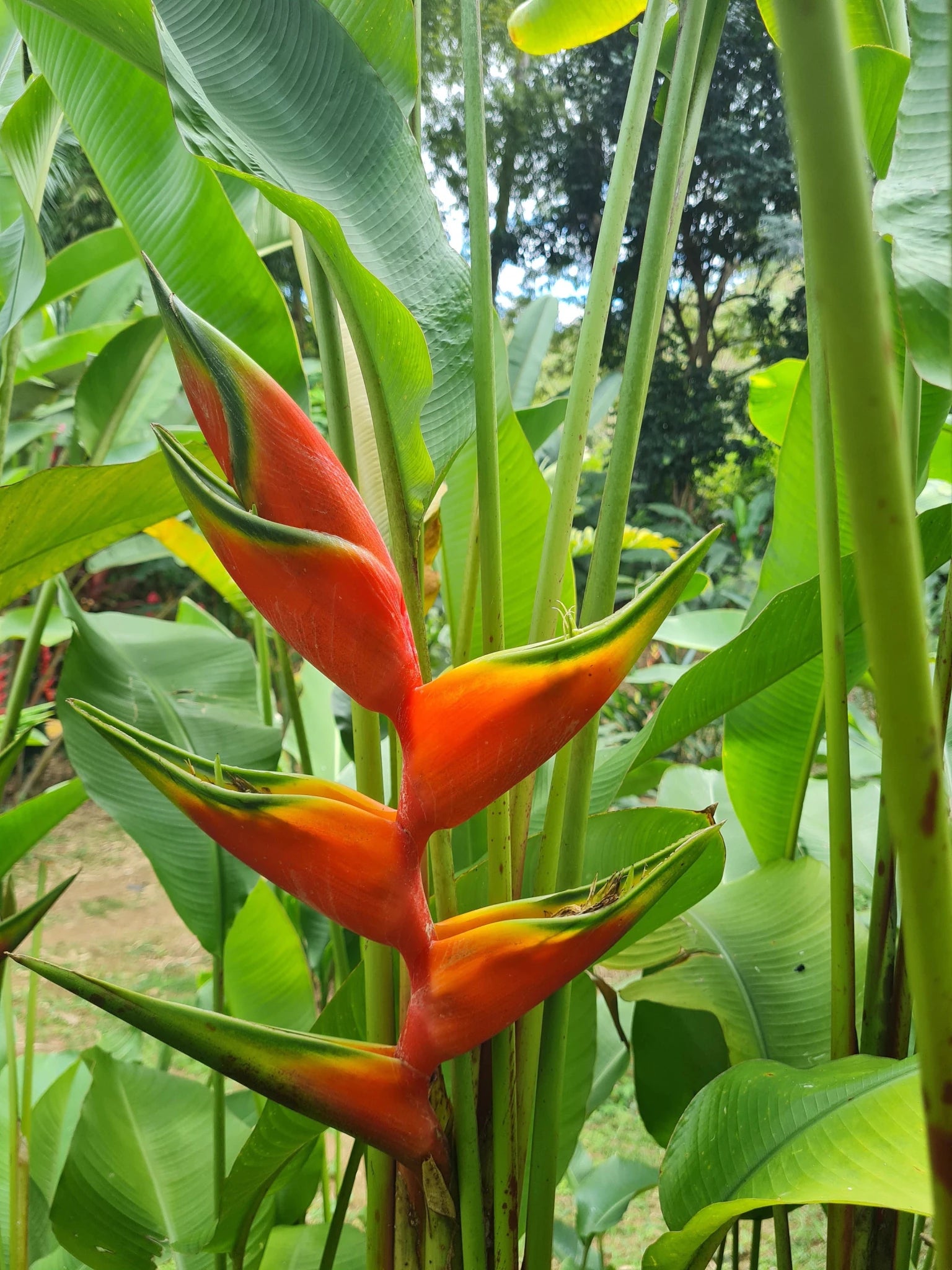 Heliconia bihai 'Halloween' - Ladybird Nursery