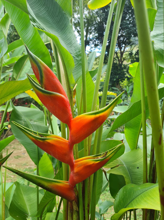 Heliconia bihai 'Halloween' - Ladybird Nursery