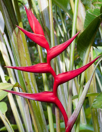 Heliconia 'Hot Rio Nights' - Ladybird Nursery