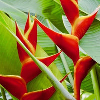 Heliconia bihai x caribaea 'Kawauchi'