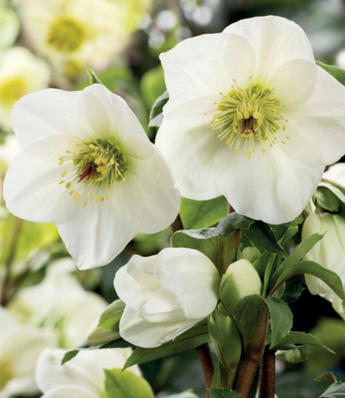 Hellebore Ice N Roses White (Helleborus )