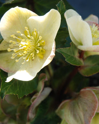 Hellebore Gold Collection ® Cinnamon Snow (Helleborus )