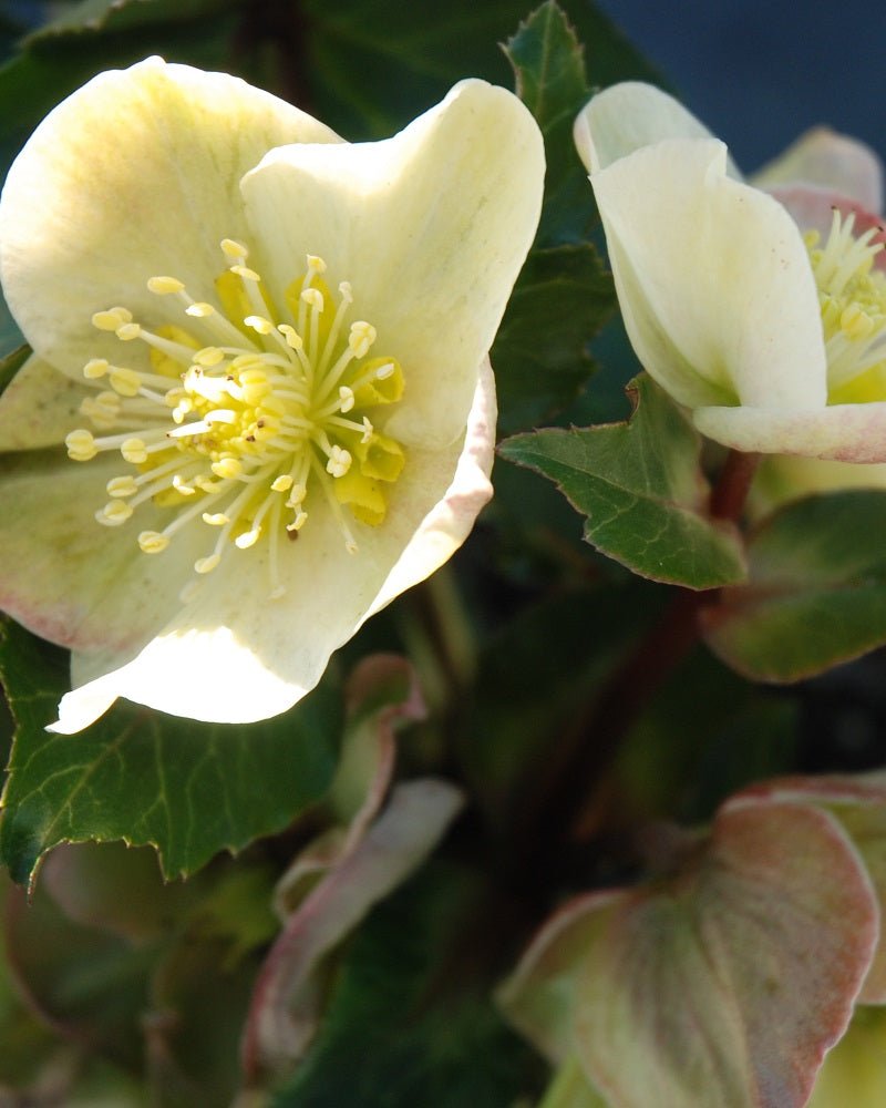Hellebore Gold Collection ® Cinnamon Snow (Helleborus ) - Ladybird Nursery