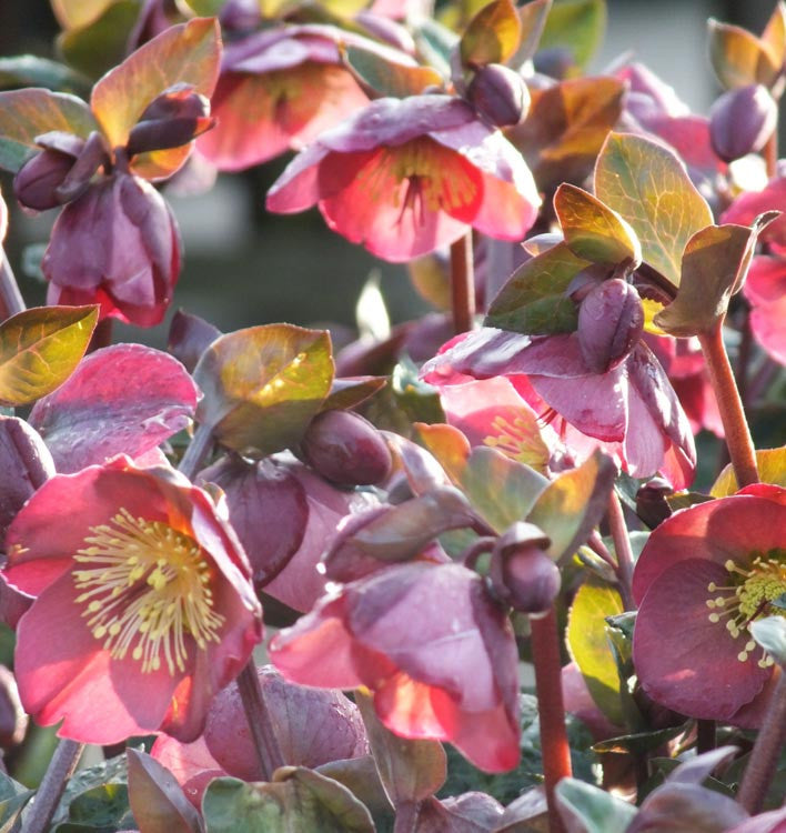 Hellebore Pennys Pink (Helleborus )