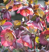Hellebore Pennys Pink (Helleborus )