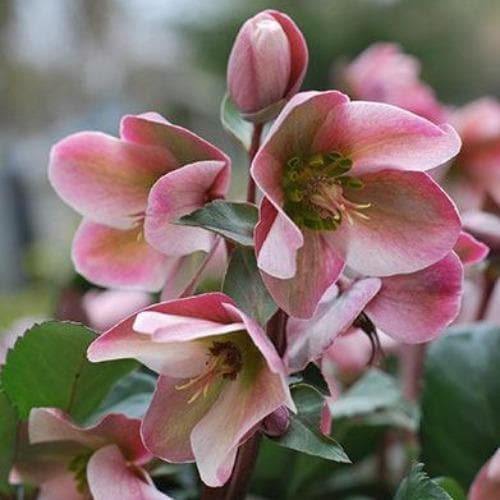 Hellebore Ange lGlow (Helleborus ) - Ladybird Nursery