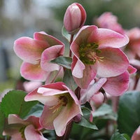 Hellebore Ange lGlow (Helleborus )