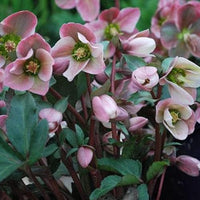 Hellebore Ange lGlow (Helleborus ) - Ladybird Nursery