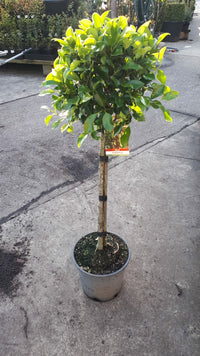 Emerald Standards (Ficus)