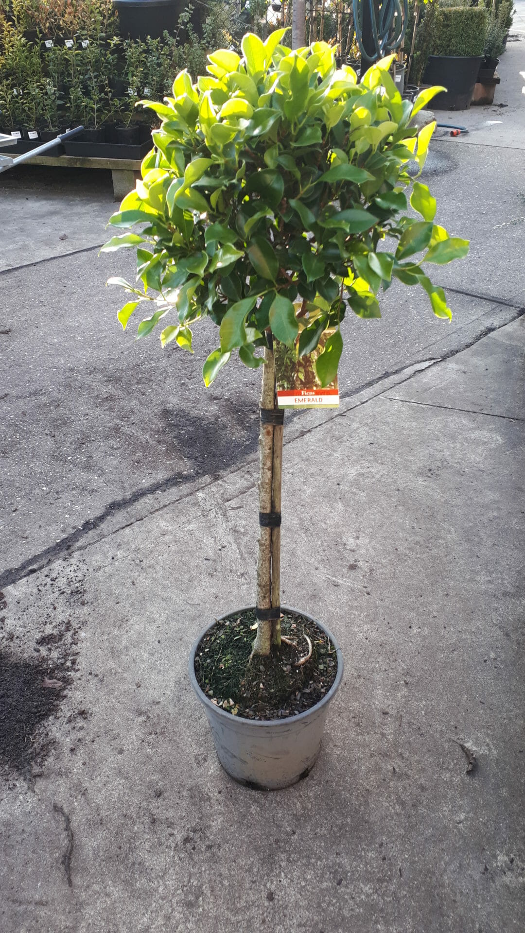 Emerald Standards (Ficus) - Ladybird Nursery