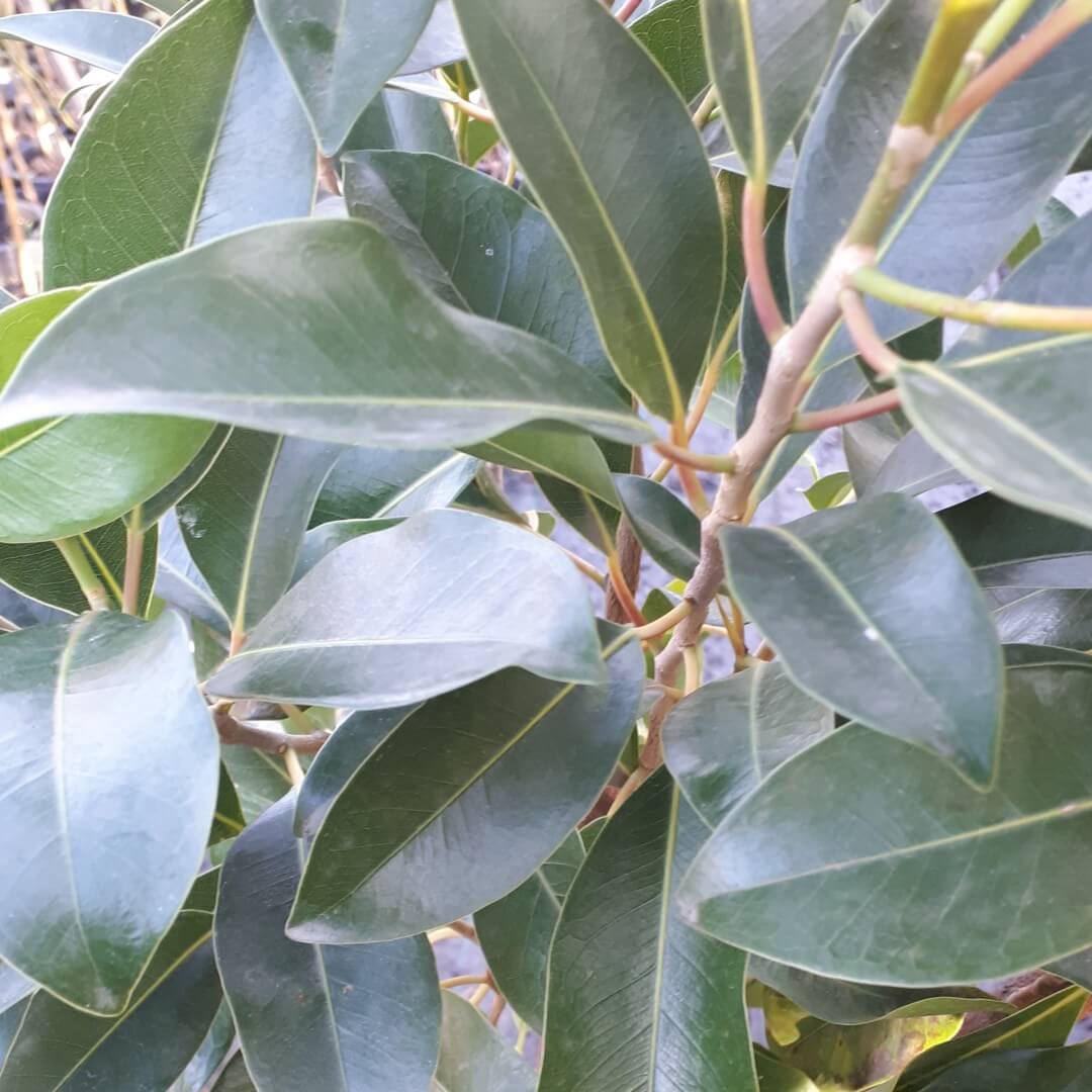 Figaro (Ficus obliqua)