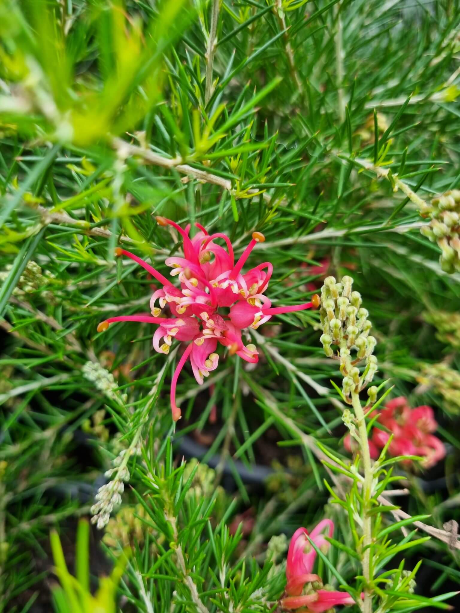 Grevillea Scarlet Sprite - Ladybird Nursery