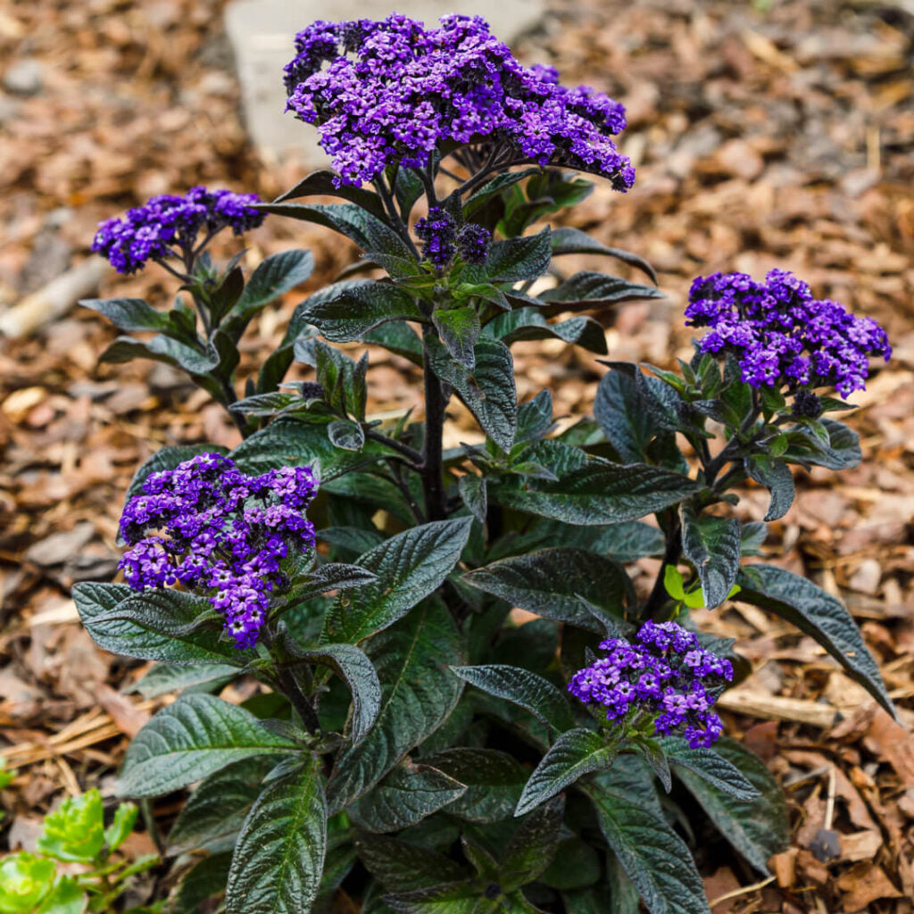 Cherry Pie Scentropia Dark Blue (Heliotropium arborescens)