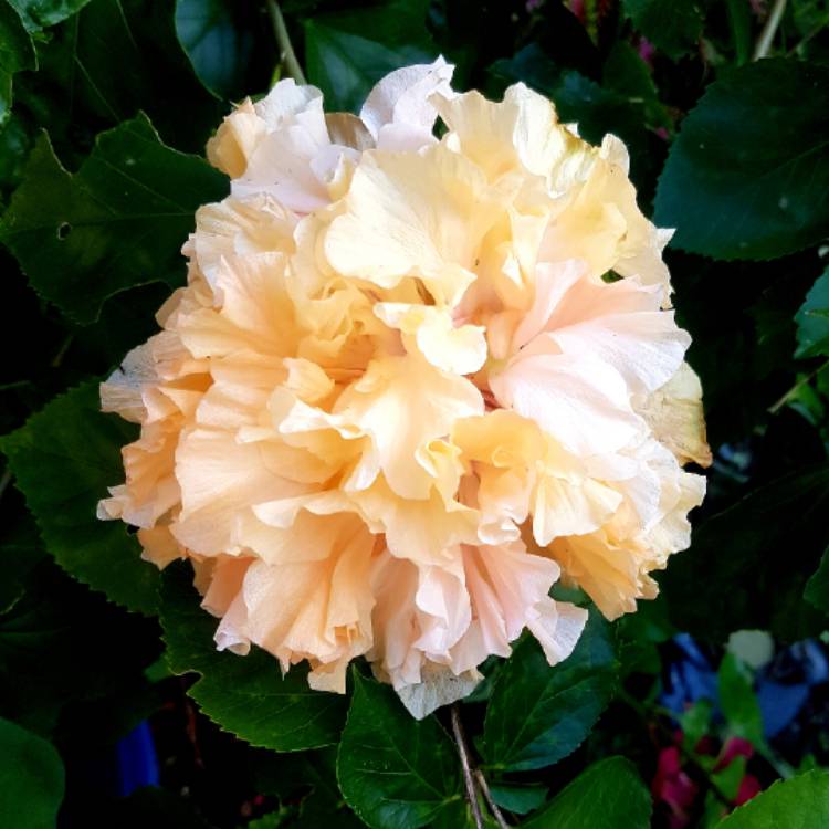 Chinese Hibiscus Mrs Andreasen (Hibiscus rosa-sinensis)